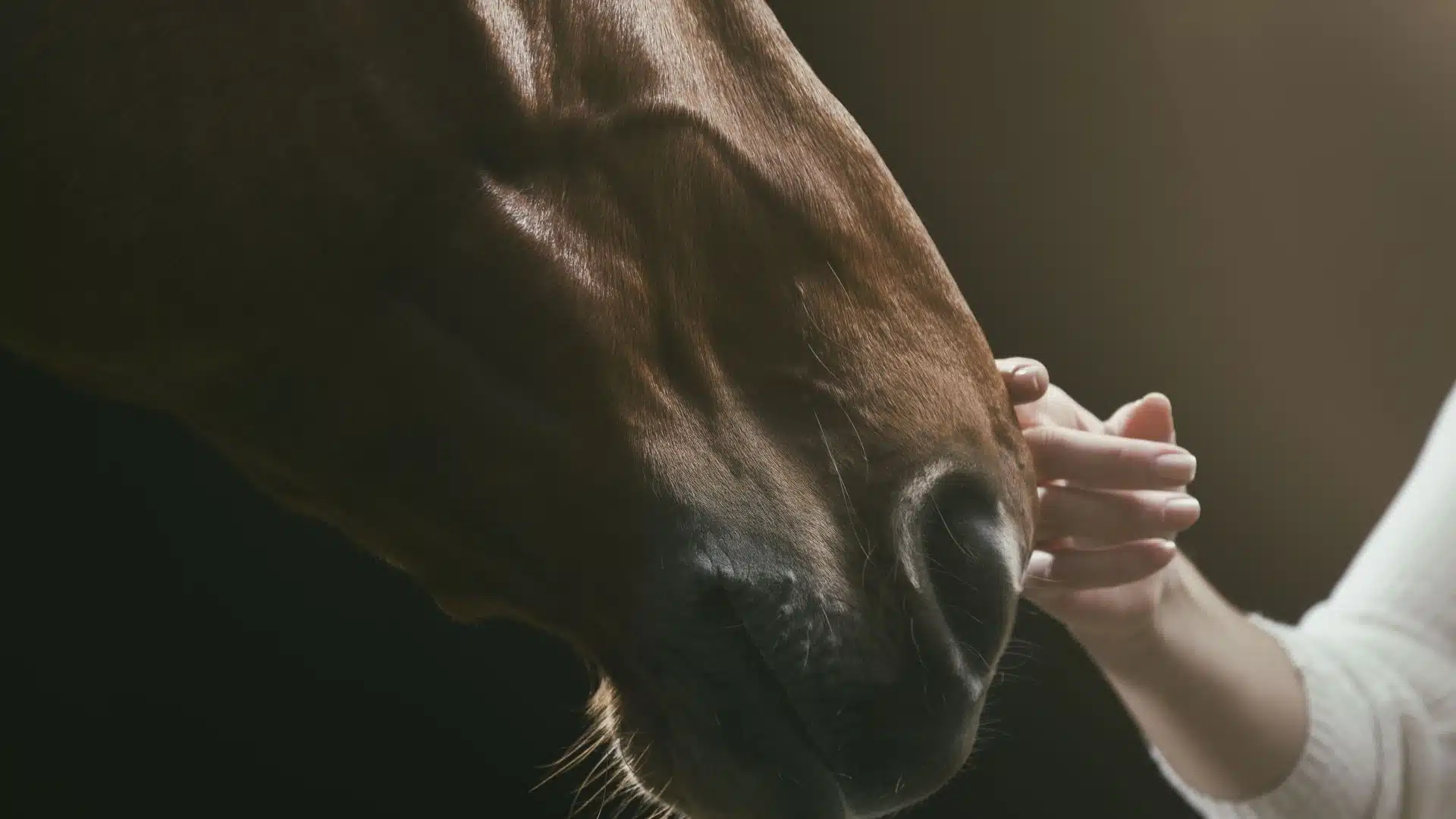 Equine Therapy