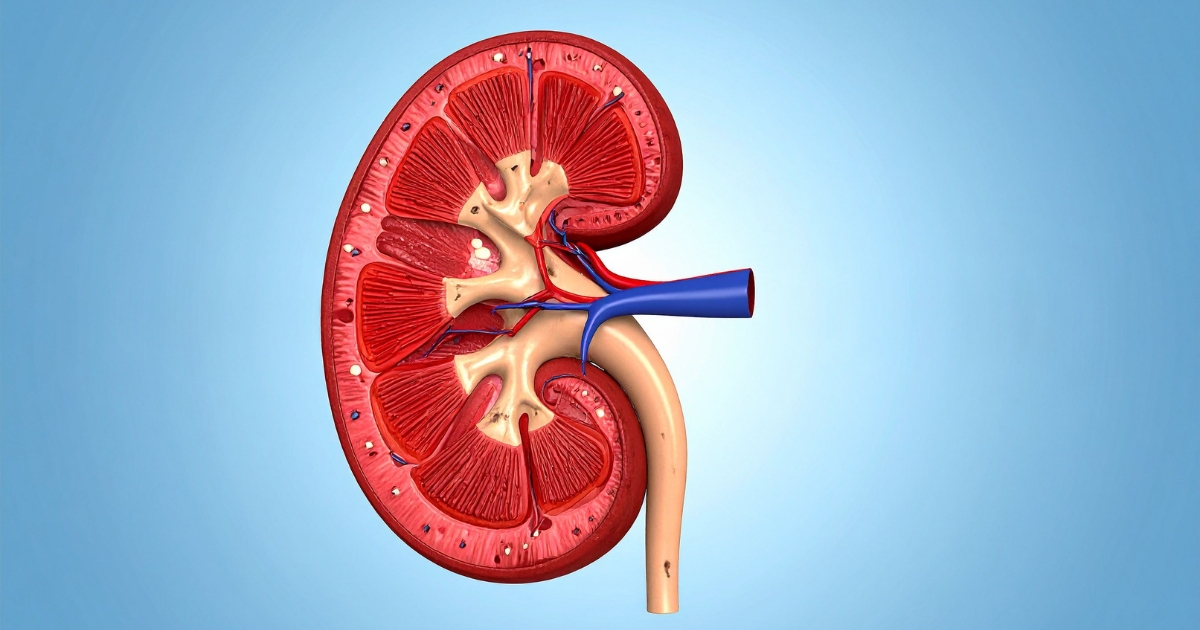 what are the first signs of kidney damage from alcohol? — supporting image 1