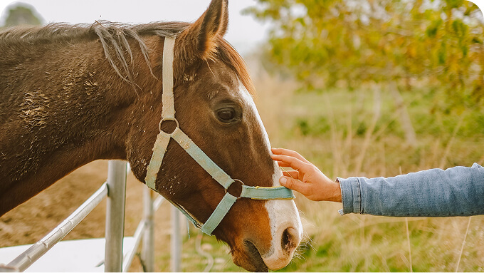 Close up of a brown horse wearing a light blue halter as a person pets its nose near a fence outdoors